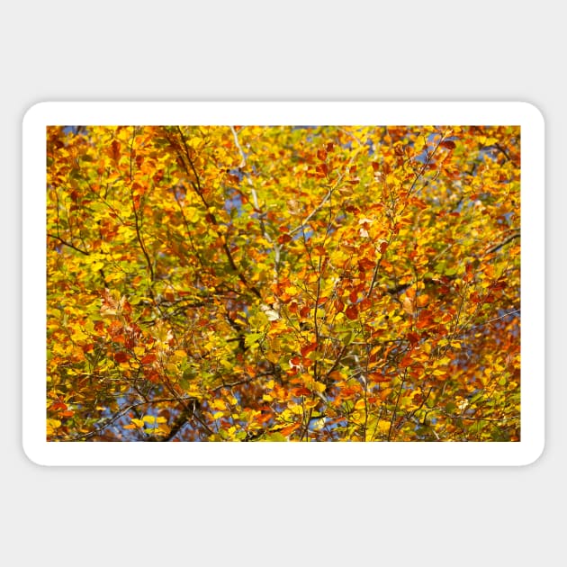 Autumn leaves, leaf color, beech, tree Sticker by Kruegerfoto